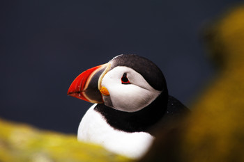 Papageientaucher in Island / aufgenommen auf dem Latraberg in Island
