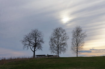 Birke / ***