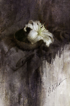 lily / ***