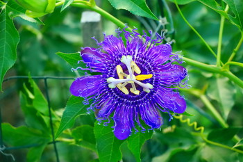 Passionsblume / ***