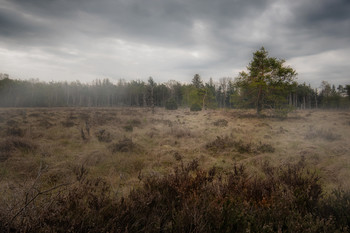 Im Hochmoor / ***