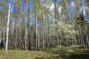 Birchwood / ***