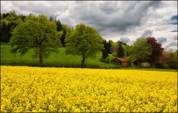 Frühling / Raps