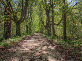 Der Englische Wald / ***