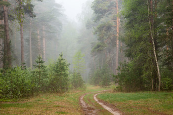 Mai ist der Wald / ***