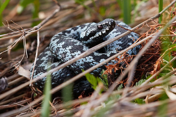 Viper / ***
