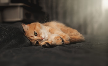 / It turns out that you can sleep with your eyes open...