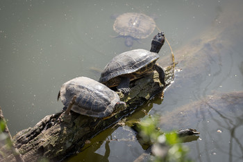 slower / and slower
