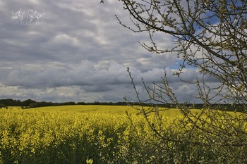 Die Rapsblüte ist da! / Landschaft mit Rapsfeld
