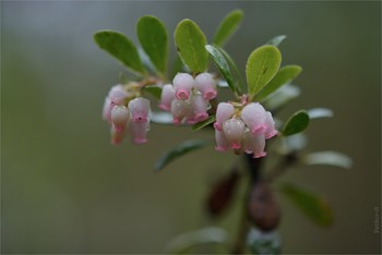 Foxberry / ***