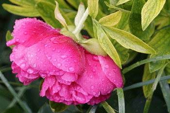 in der regen / ***