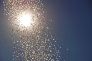 Sonnenbaden / ***