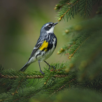Yellow-rumped Warbler / ***