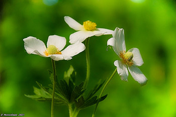 Anemonen / ...