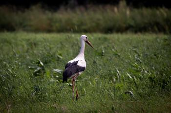 Vogel / ***