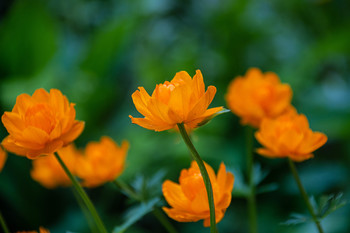 Frühlingsfarben / ***