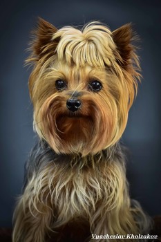Terrier / ***