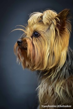 Terrier / ***