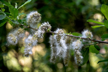 Fuzzies / ***