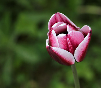 Tulpe / ***