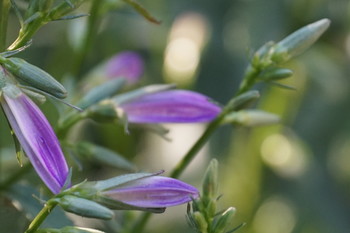 Wildblumen / ***
