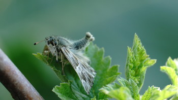 Schmetterling / ***