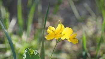 Im Gras / ***