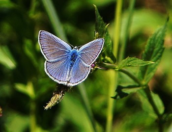 Kupfer-Schmetterling / ***