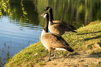 Canada geese / listen what I'll tell ya