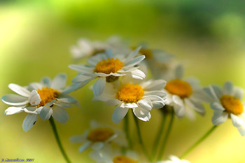 Gänseblümchen / ...