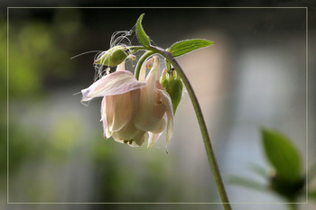 Aquilegia / ***