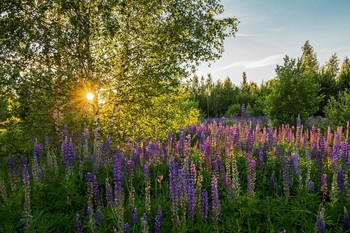 Lupinen / ***