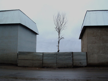 Baum / ***