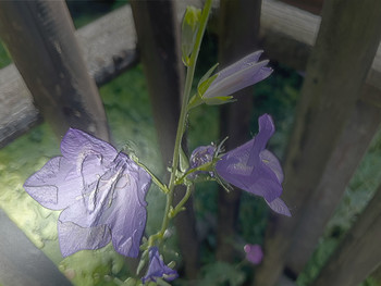 Strange plant / Verzaubert