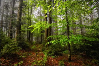 Nebelwald / Mai