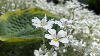 Blumen / ***