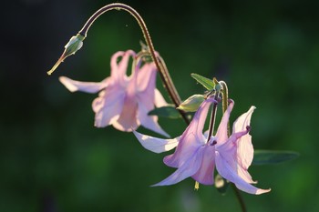 Aquilegia / ***