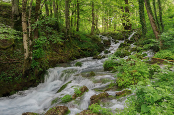 Spaziergang im Wald / ***