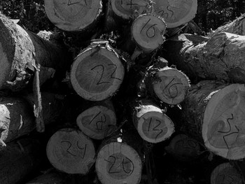 Toten Wald / ***