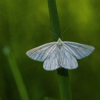 Moth / ***