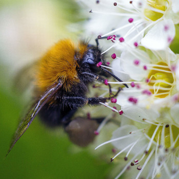 Bumblebee / ***