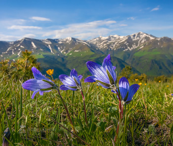 Frühling in den Bergen / ***
