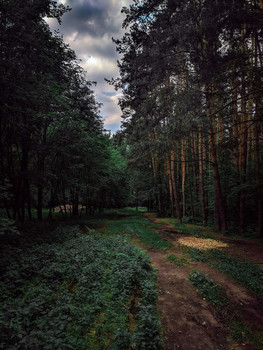 Winterwald / ***