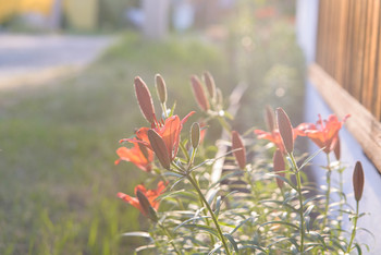 Blumen / ***