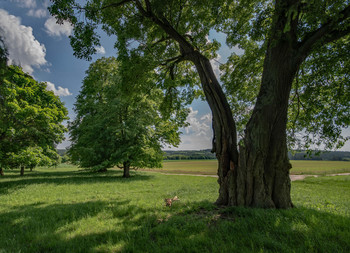 Der alte Eichenhain / ***