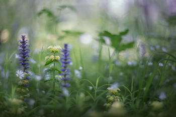 In dem dichten Gras / ***