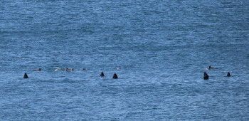 Dolphins / ***