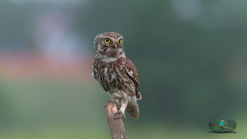  / Wildlife