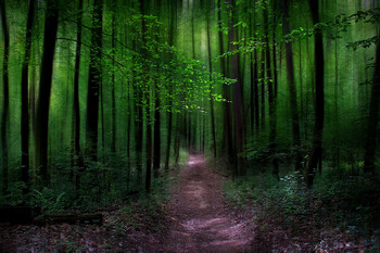 Winterwald / ***