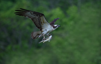 Osprey / ***